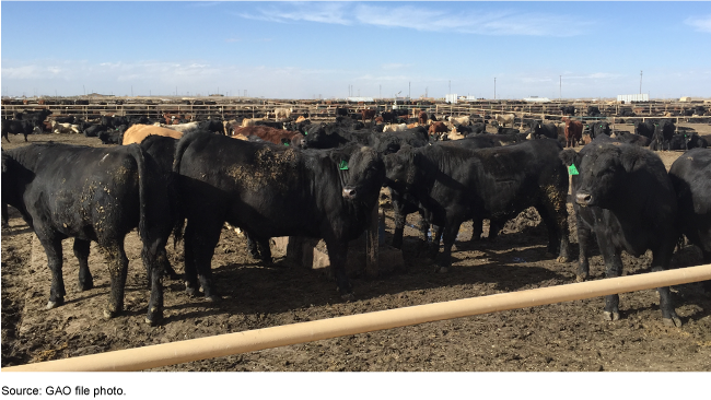 Several cows standing on dirt in sprawling feedlots.