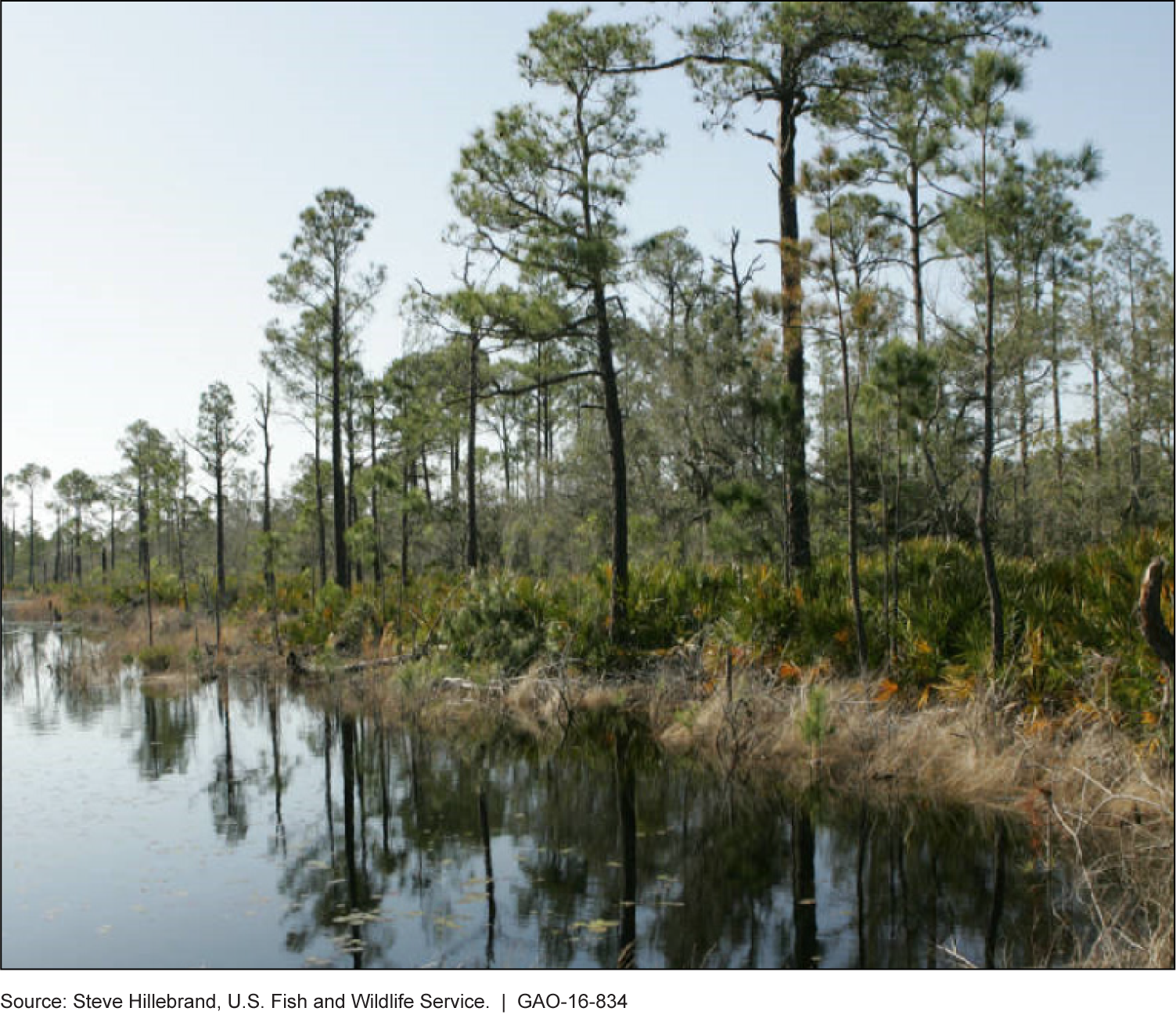 Photo showing trees and shrubs lining the water's edge