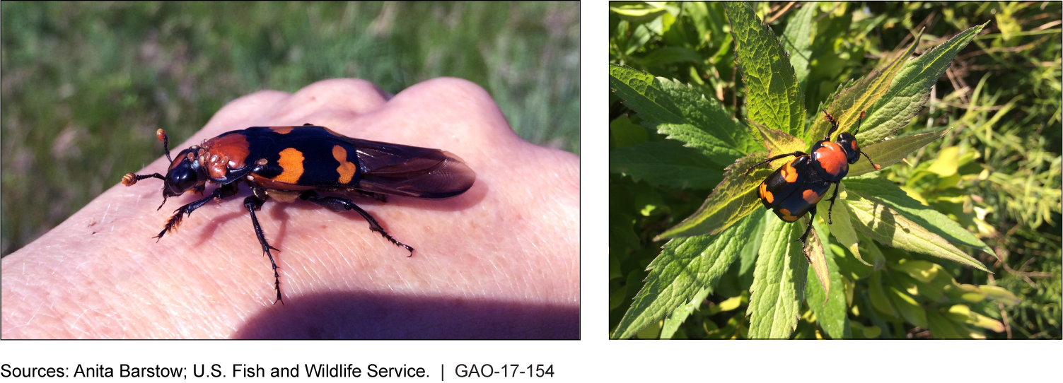 The American Burying Beetle, a Winged Insect