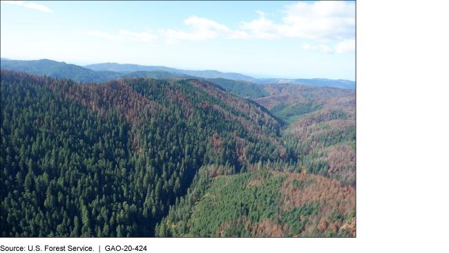 Aerial view of burned and unburned trees