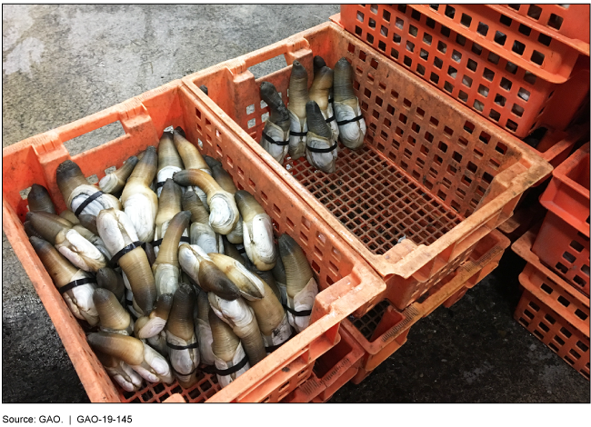 Banded geoducks in stacked orange crates.