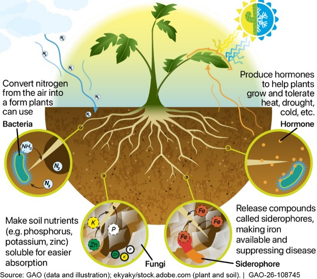 How Biofertilizers Work – Selected Mechanisms