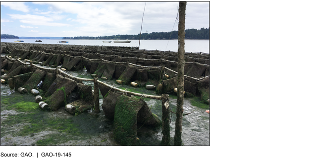 Shellfish Farm Using Bags for Cultivation, Puget Sound, Washington