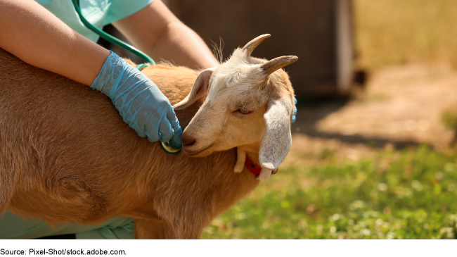 A person in rubber gloves presses a stethoscope to a goat while holding it still in a field. 