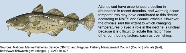 Atlantic Cod