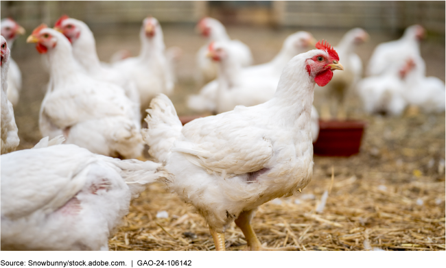 An image of chickens in a pen. 