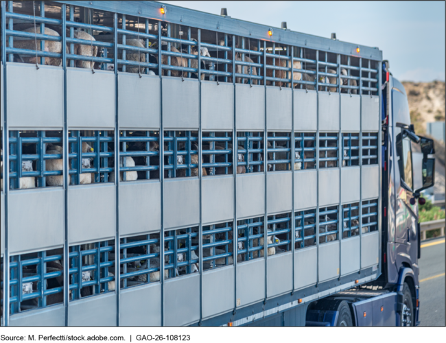 Truck Transporting Sheep on a U.S. Highway