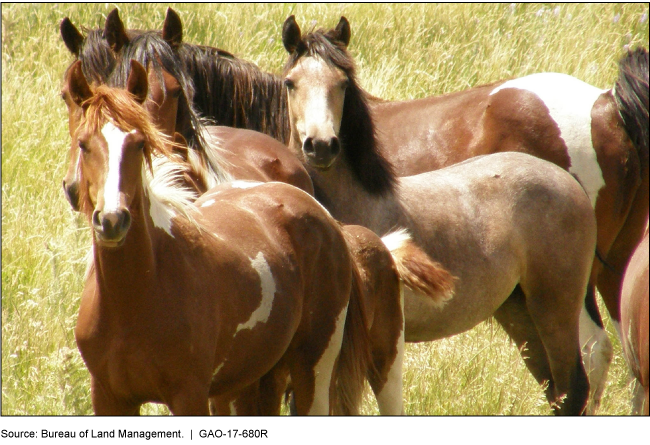 Photograph of wild horses standing in a field.