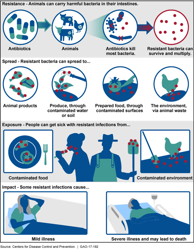 Illustration of how antibiotic-resistant bacteria can develop, spread, and impact humans