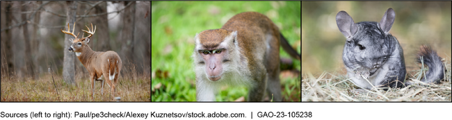 Photos of white-tailed deer, small monkey, and chinchilla.