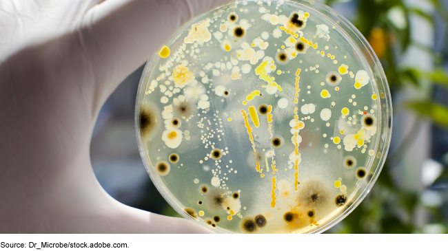 A gloved hand holding a petri dish with bacteria and mold. A gloved hand holding a petri dish with bacteria and mold.