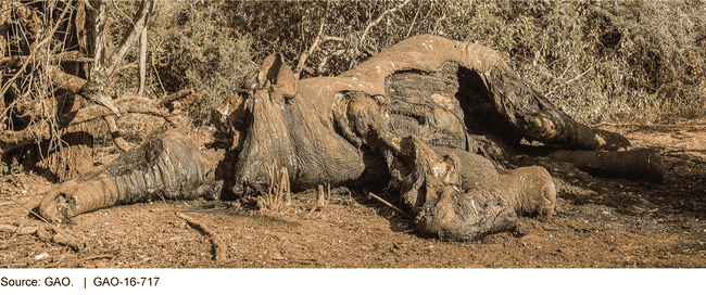 This Elephant Died in Northern Kenya Several Days after Sustaining Bullet Wounds