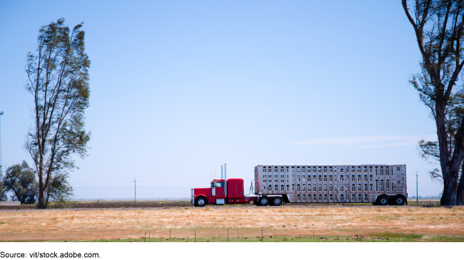 A large livestock-carrying truck on a country road.