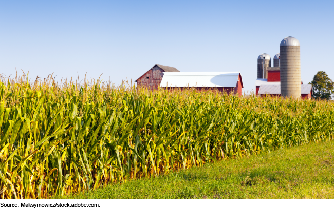 Cornfield with barns and silos in the background