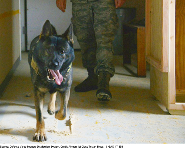 Photo of a military dog at work.