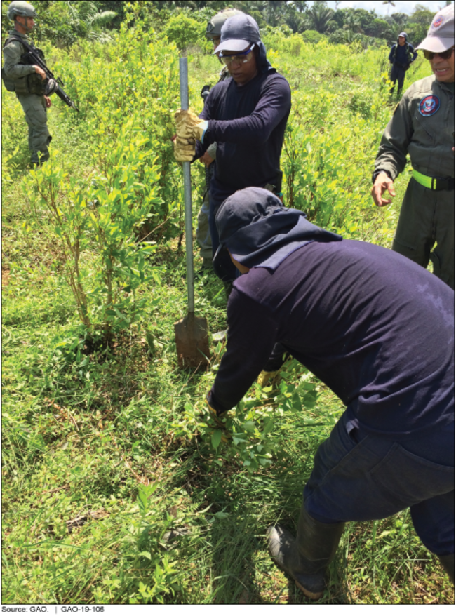 This photo shows men uprooting a plant while soldiers stand nearby.