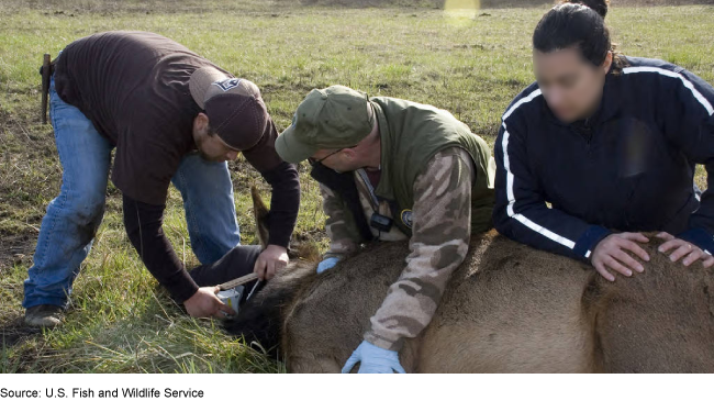 Three people attaching a collar to an Elk.