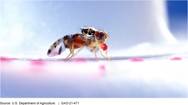 A close up photograph of a Mediterranean fruit fly