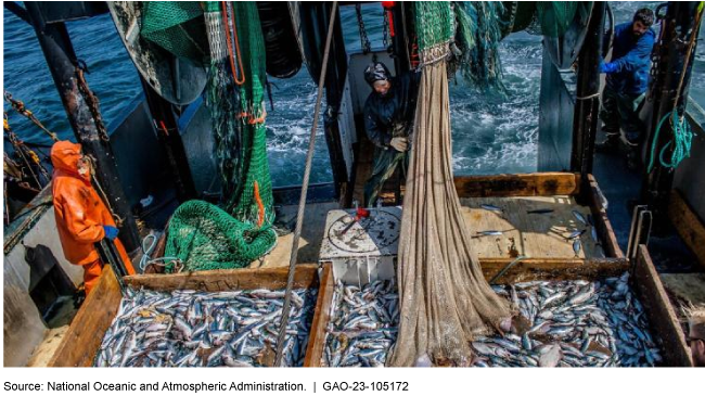 A photo of 3 people looking at 2 large bins of fish on a boat