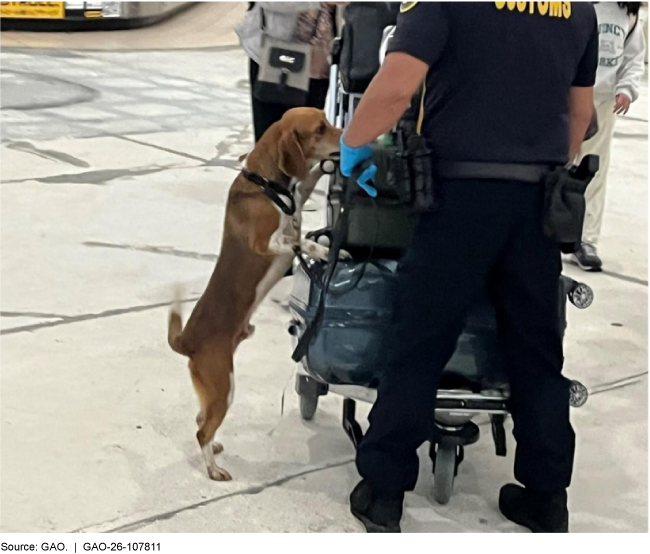 A dog on its hind legs puts its front paws on a luggage trolley being pushed by a customs official. The tip of its tail is blurry from wagging. 