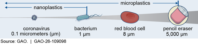An image showing the relative sizes of nanoplastic and microplastic particles relative to four objects ranging from (smallest to largest) a coronavirus (0.1 micrometers), bacterium (1 micrometer), red blood cell (8 micrometers), and pencil eraser (5,000 micrometers). Nanoplastics are smaller than 1 micrometer, and microplastics are smaller than 5,000 micrometers.