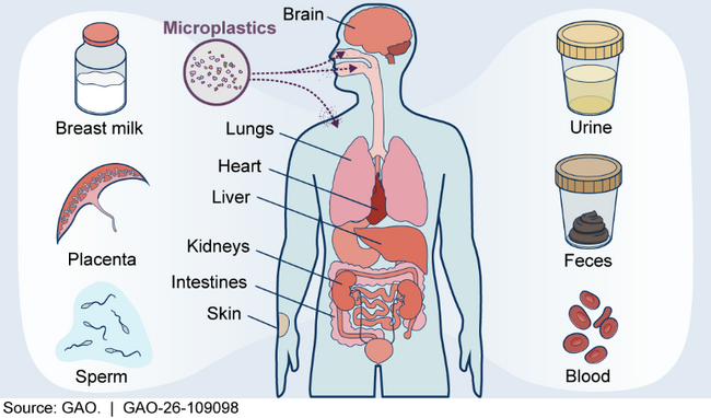 Figure 2. Microplastics in the Human Body