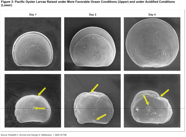 Figure 3: Pacific Oyster Larvae Raised under More Favorable Ocean Conditions (Upper) and under Acidified Conditions (Lower)