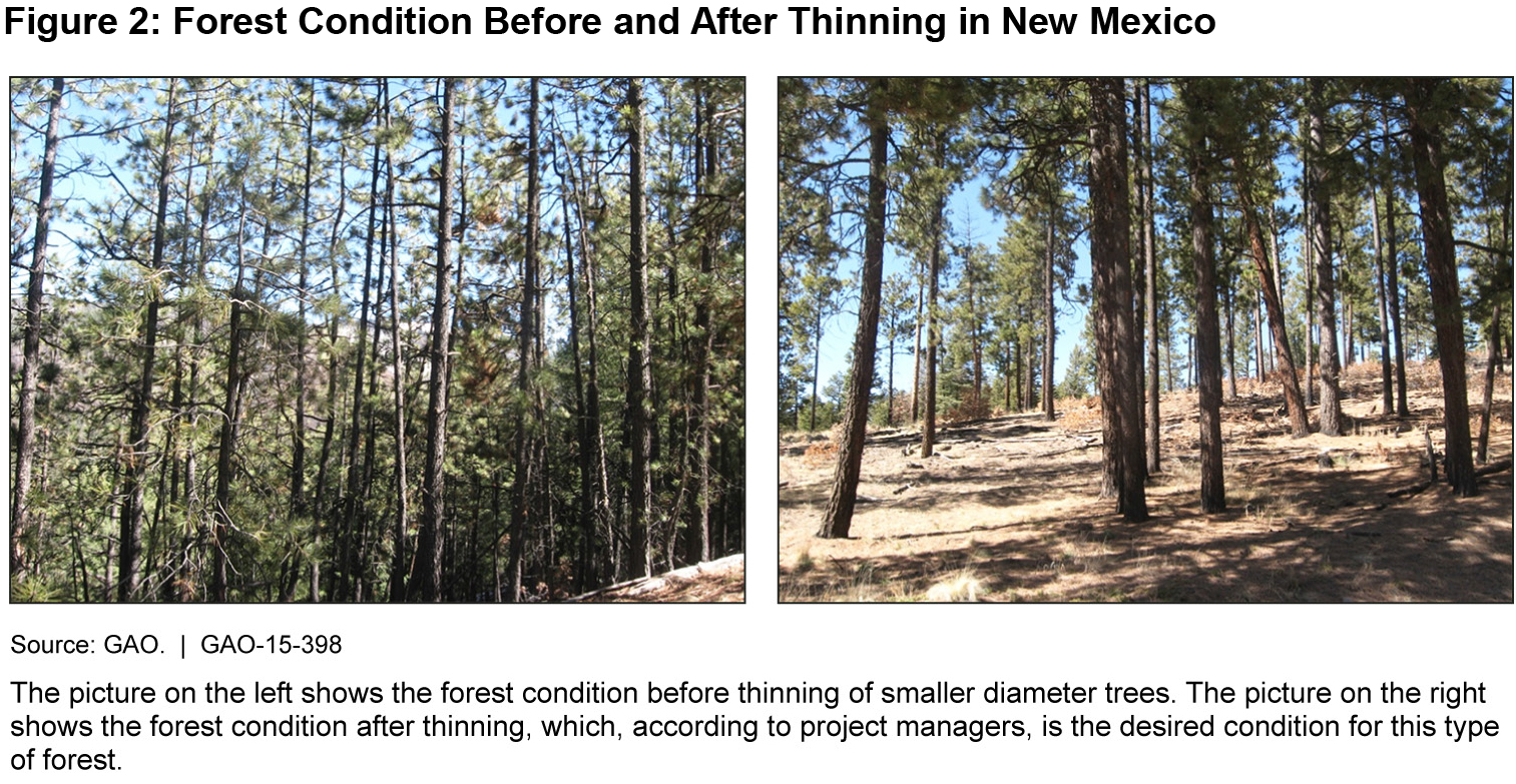 Figure 2: Forest Condition Before and After Thinning in New Mexico