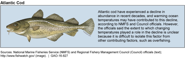 Atlantic Cod