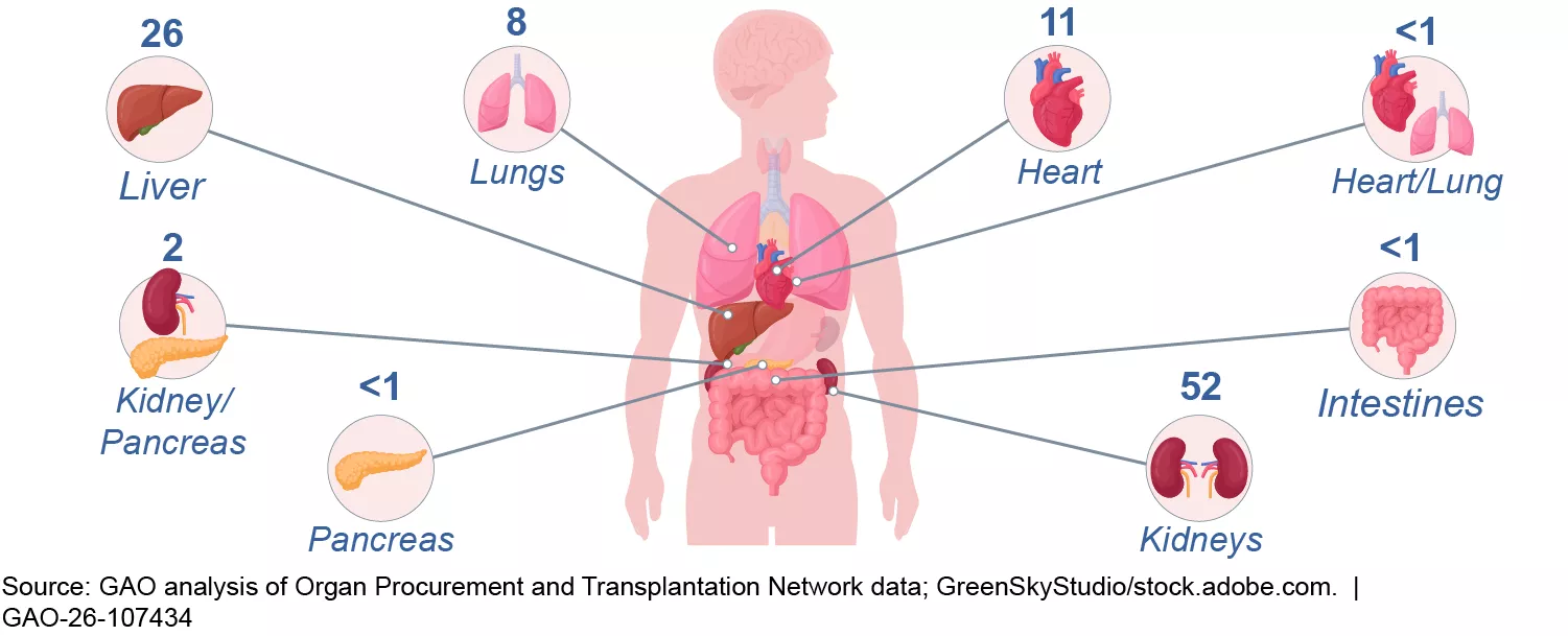 Graphic showing the percentage of organ donations by type in 2024. For example, 11% of donations (from deceased) were hearts, 52% were kidneys, 26% were livers, and 8% were lungs.