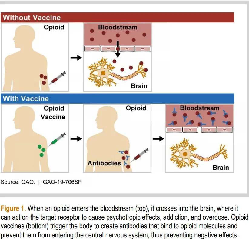 Figure 1. When an opioid enters the bloodstream (top), it crosses into the brain, where it can act on the target receptor to cause psychotropic effects, addiction, and overdose. Opioid vaccines (bottom) trigger the body to create antibodies that bind to opioid molecules and prevent them from entering the central nervous system, thus preventing negative effects.