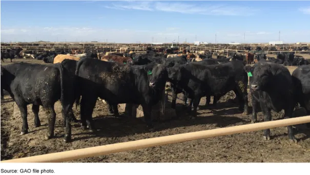 Photo of a Cattle Feedlot in Colorado Cows