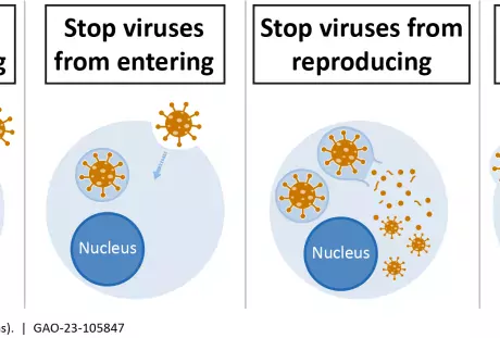 Graphic showing how antiviral drugs fight viruses. 
