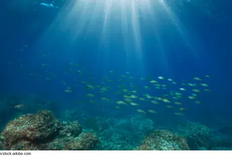 Photo of fish moving underwater near coral