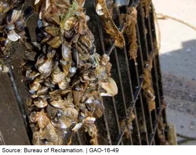 Quagga Mussels covering a large metal grate