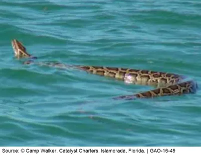 Burmese Python found swimming in Loxahatchee National Wildlife Refuge, Florida