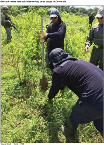 This photo shows men uprooting a plant while soldiers stand nearby.