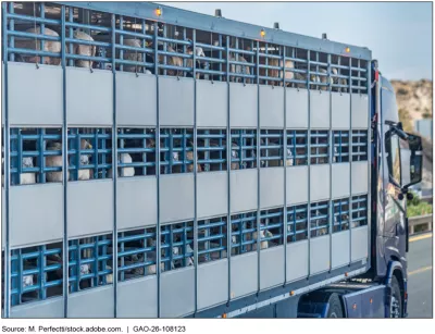 Photo showing sheep being transported by truck.