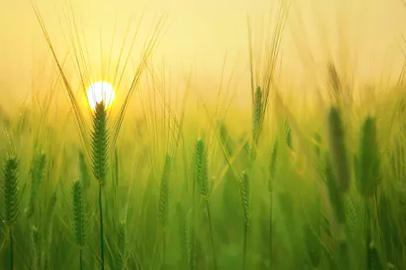 Agriculture 1 Wheat