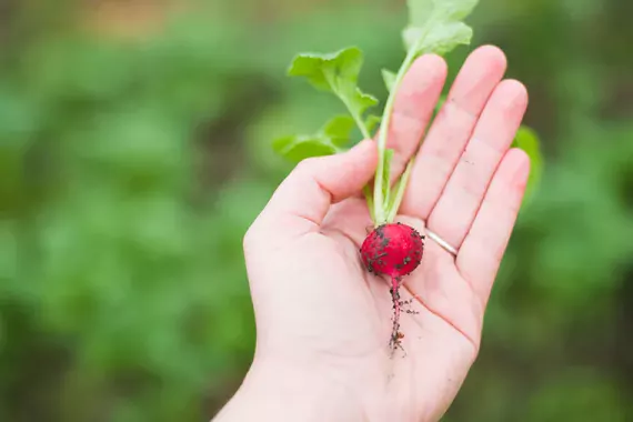 Agriculture 4 Radish