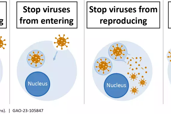 Graphic showing how antiviral drugs fight viruses.