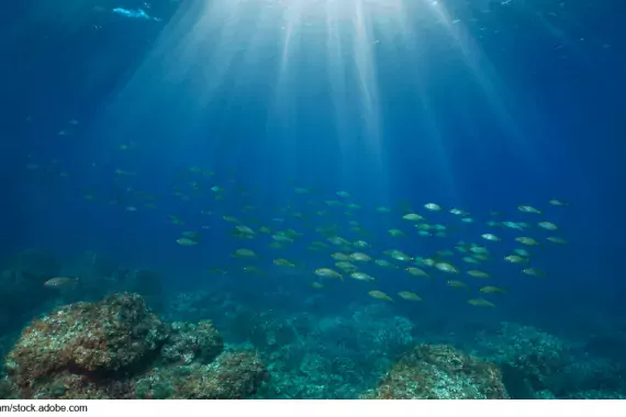 Photo of fish moving underwater near coral