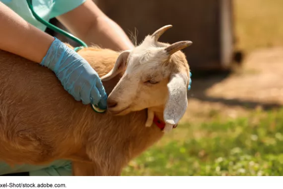 A person in rubber gloves presses a stethoscope to a goat while holding it still in a field. 