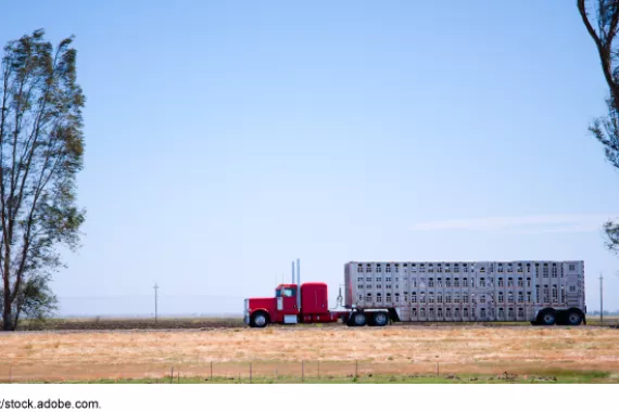 A large livestock-carrying truck on a country road.