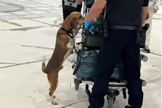 A dog on its hind legs puts its front paws on a luggage trolley being pushed by a customs official. The tip of its tail is blurry from wagging. 