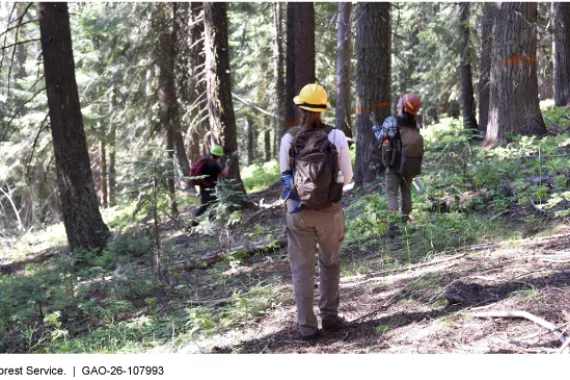 Three people wearing backpacks and hard hats mark trees in the woods with red spray paint.