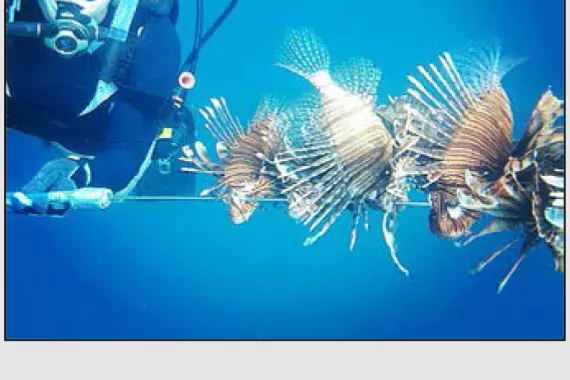 lionfish hunter with speared lionfish