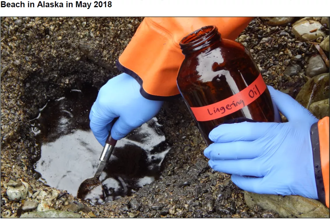 Researcher collects lingering oil from the Exxon Valdez oil spill on a beach in Alaska in May 2018