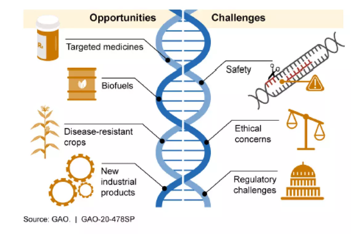 Graphic showing how CRISPR gene editing works.